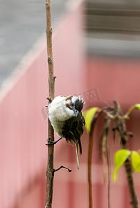小鸟摄影照片_动物鸟类鸟儿树上小鸟摄影图配图