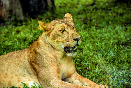 广州广州动物园一只美洲狮趴在草地上巡视摄影图配图