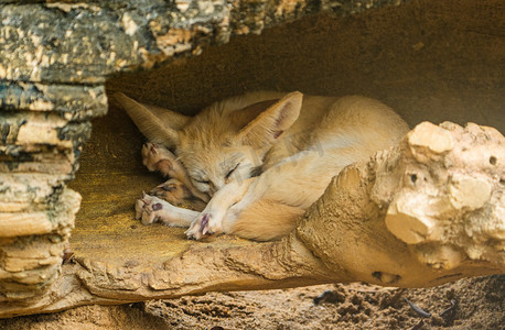 保护动物摄影照片_沙漠小狐保护动物耳廓狐摄影图配图