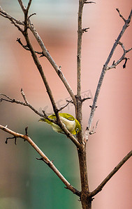 树枝上小鸟摄影照片_动物鸟类树枝上小鸟自然摄影图配图