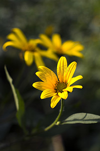 植物晌午花朵花卉黄色摄影图配图