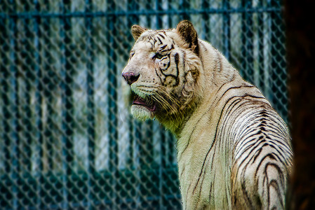 广州广州动物园一只大白虎在园内巡视摄影图配图