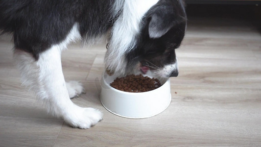 宠物狗边牧吃狗粮