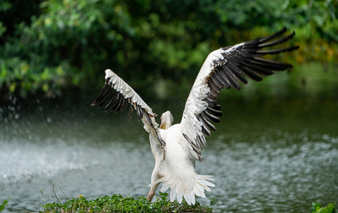 湖边湿地鸟类动物鹈鹕摄影图配图