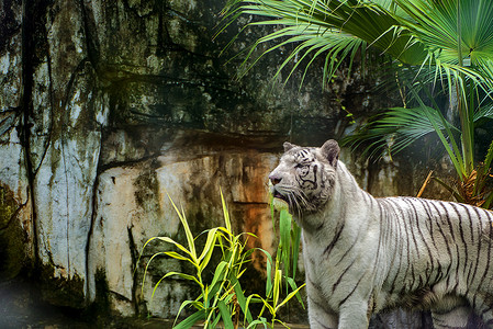 广州广州动物园一只白虎在园林里巡视摄影图配图