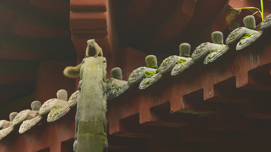 松鼠潮礼专场摄影照片_寺庙庭院古建筑房檐松鼠