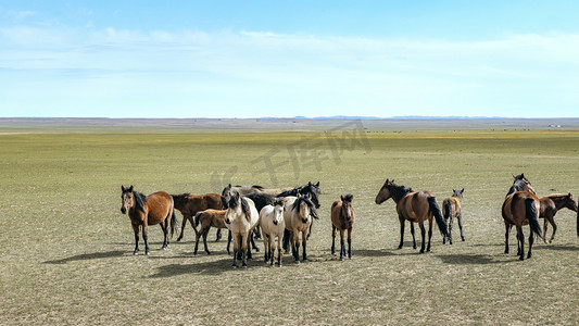 四子王旗牧场上午马匹秋季素材摄影图配图