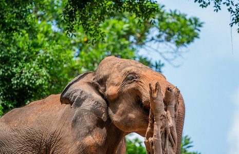 保护野生动物大象非洲象摄影图配图