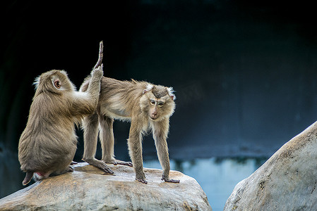 广州广州动物园两只猕猴在石头上玩耍摄影图配图