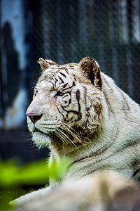青龙白虎图摄影照片_广州广州动物园一只白虎趴在草地上巡视摄影图配图