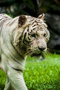 青龙白虎图摄影照片_广州广州动物园一只大白虎在草地上巡视摄影图配图