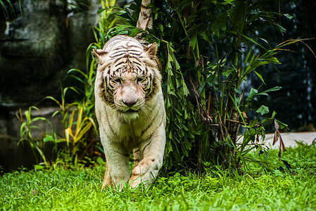 青龙白虎图摄影照片_广州广州动物园一只大白虎在草地狩猎摄影图配图