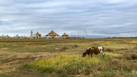 格根塔拉草原下午牛秋季素材摄影图配图