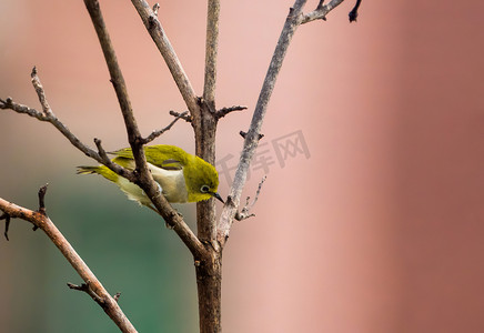 鸟类动物树枝上小鸟鸟儿摄影图配图