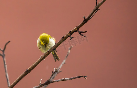 鸟儿树枝上的小鸟鸟类动物摄影图配图