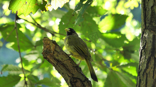麻雀大小绿色的鸟图片
