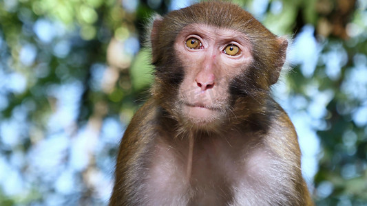 动物园老猴子挠痒整理毛毛