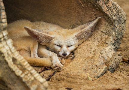 沙地摄影照片_耳廓狐沙地野生动物沙漠小狐摄影图配图