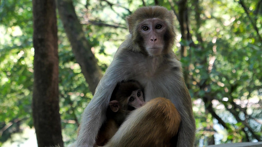 动物园猴妈妈吃奶的猴宝宝