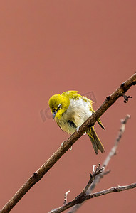 小鸟鸟类动物自然鸟儿摄影图配图