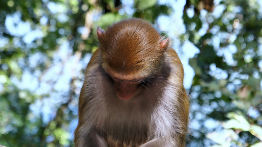 动物园老猴子挠痒整理毛毛