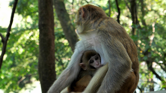 动物园猴妈妈吃奶的猴宝宝