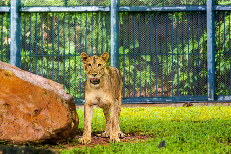 广州广州动物园一只美洲狮在石头边巡视摄影图配图