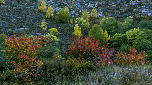 彩林秋色上午彩林秋季素材摄影图配图