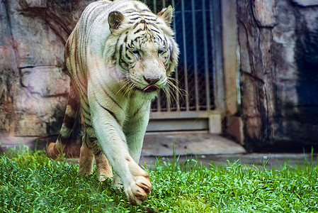 广州广州动物园一只大白虎在园林里巡视摄影图配图