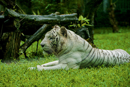 广州广州动物园一只白虎趴在草地上歇息摄影图配图