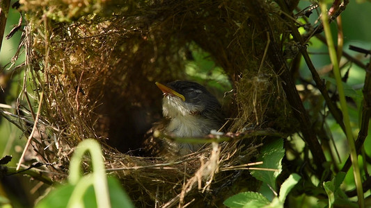 幼鸟在鸟巢里等待鸟妈妈