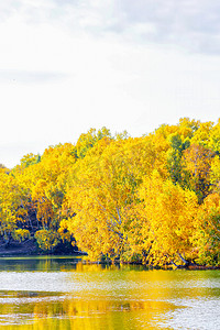 公安桌面壁纸摄影照片_秋季旅游天亮树林水边摇动摄影图配图