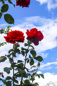 红色圆灯笼摄影照片_红色玫瑰花白天花户外看花摄影图配图