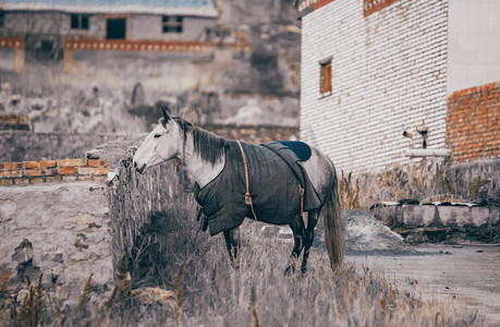 村庄里的白马下午马室外静物摄影图配图