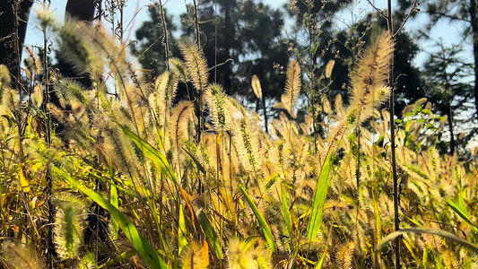 秋天风景狗尾巴草芦苇风景