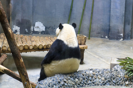 卡通熊猫举旗帜摄影照片_大熊猫白天大熊猫动物园看熊猫摄影图配图