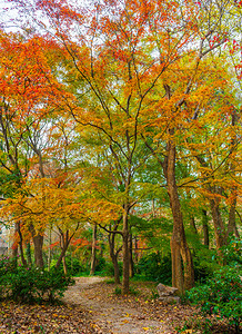 中山底图摄影照片_南京中山植物园红枫岗秋色摄影图配图