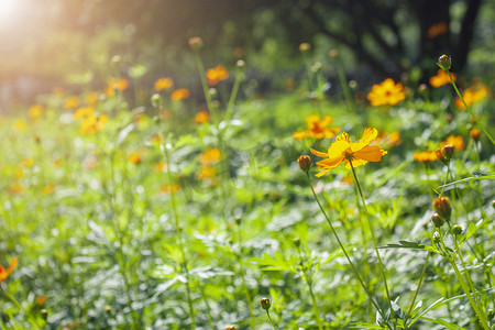 夏日风景图摄影照片_路边阳光下开放的百日菊摄影图配图