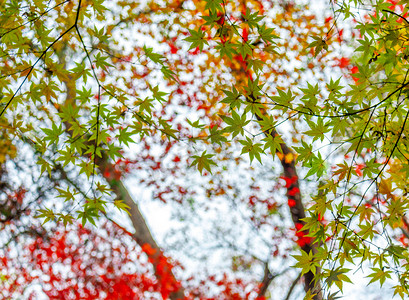 斑驳的红绿相间的枫叶摄影图配图
