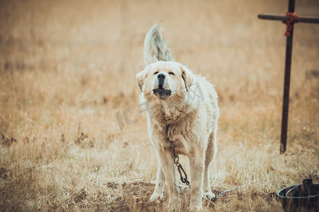 甘肃草原摄影照片_草地上的狗中午狗草原犬吠摄影图配图