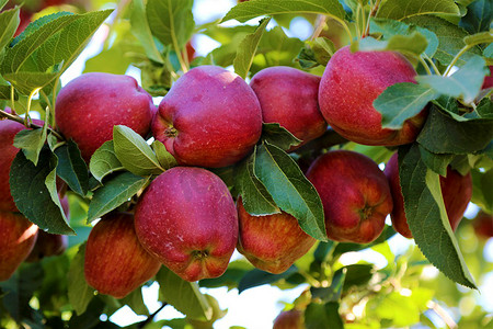 水果丰收摄影照片_丰收秋天苹果果园特写摄影图配图