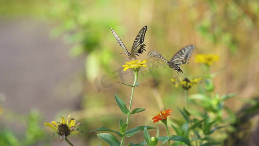 唯美意境阳光下飞舞的蝴蝶