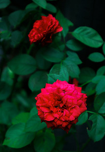 红花绿叶摄影照片_鲜花外拍红花室外特写摄影图配图