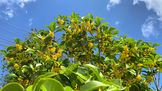 桂花枝杈摄影照片_自然风景桂花桂花树