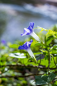 紫色桌面摄影照片_植物晌午花朵喇叭花紫色摄影图配图
