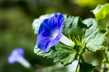 紫色花朵摄影照片_植物晌午喇叭花生态紫色摄影图配图