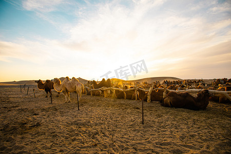 行进的骆驼摄影照片_自然风景白天夕阳下的骆驼群户外无摄影图配图