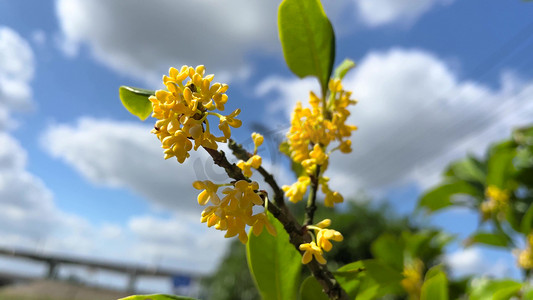 自然风景桂花桂花树