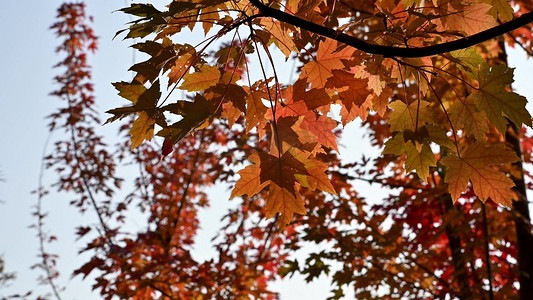 秋季枫树红枫叶逆光唯美特写