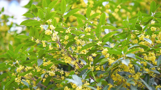 山楂桂花茶摄影照片_唯美盛开的桂花随风飘动